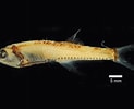 Afbeeldingsresultaten voor Bonapartia pedaliota Geslacht. Grootte: 123 x 100. Bron: fishesofaustralia.net.au