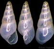 Afbeeldingsresultaten voor "odostomia Plicata". Grootte: 112 x 100. Bron: www.gastropods.com