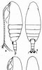 "nannocalanus Minor" に対する画像結果.サイズ: 60 x 100。ソース: copepodes.obs-banyuls.fr