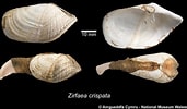Image result for "zirfaea Crispata". Size: 171 x 100. Source: naturalhistory.museumwales.ac.uk