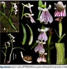 Image result for "antipathes Gracilis". Size: 97 x 100. Source: www.orchidspecies.com
