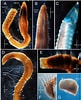 Image result for "chaetozone Setosa". Size: 81 x 100. Source: www.researchgate.net