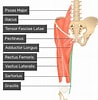 Afbeeldingsresultaten voor Musculus Gracilis Gray's Anatomy. Grootte: 98 x 100. Bron: www.getbodysmart.com