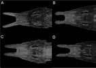 Afbeeldingsresultaten voor Peristedion Anatomie. Grootte: 141 x 100. Bron: treatment.plazi.org