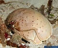 Image result for "calappa Angusta". Size: 120 x 100. Source: www.poppe-images.com