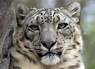 Résultat d’image pour Snow Leopards. Taille: 137 x 100. Source: endangeredextinct.blogspot.com