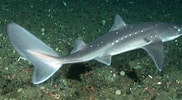 Image result for "squalus Acanthias". Size: 182 x 100. Source: www.sharkwater.com
