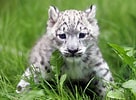 Résultat d’image pour Newborn Baby Snow leopard. Taille: 136 x 100. Source: popsugar.com