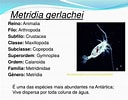 Afbeeldingsresultaten voor "metridia Brevicauda". Grootte: 128 x 100. Bron: www.slideserve.com
