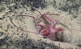 Image result for "thaumastocheles Japonicus". Size: 167 x 100. Source: oceanexplorer.noaa.gov