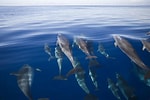 Billedresultat for Cetacea Animal. størrelse: 150 x 100. Kilde: www.thoughtco.com