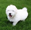 Coton De Tulear 的圖片結果. 大小：104 x 100。資料來源：animalsbreeds.com