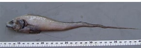 Image result for "gadomus Longifilis". Size: 291 x 100. Source: www.researchgate.net