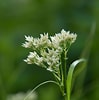 Image result for "typhlomangelia Nivalis". Size: 99 x 100. Source: www.pinterest.at