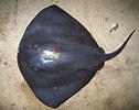Image result for "dasyatis Violacea". Size: 126 x 100. Source: www.marefa.org