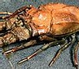 Image result for "linuparus Somniosus". Size: 114 x 90. Source: commons.wikimedia.org