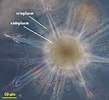 Image result for "acanthospira Torta". Size: 109 x 100. Source: palaeos.com