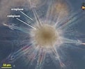 Image result for "acanthospira Torta". Size: 122 x 100. Source: palaeos.com