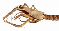 Afbeeldingsresultaten voor "neoglyphea Inopinata". Grootte: 190 x 99. Bron: philmuseum.ueuo.com