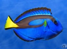 Image result for Tang Fish Species. Size: 137 x 100. Source: www.pinterest.ca