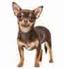 Image result for Chihuahua. Size: 94 x 100. Source: proper-cooking.info