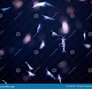 "Hyperia macrocephala" కోసం చిత్ర ఫలితం. పరిమాణం: 104 x 100. మూలం: www.dreamstime.com