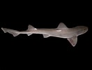 Image result for "mustelus Asterias". Size: 132 x 100. Source: www.sharkwater.com