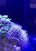Image result for Pink Pincushion Urchin. Size: 71 x 100. Source: www.reef2reef.com