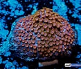 Image result for Cyphastrea Aquarium. Size: 117 x 100. Source: reefbuilders.com