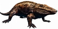 Image result for Stegocephaloides Christianiensis Stam. Size: 200 x 100. Source: a-z-animals.com