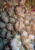 Image result for "hapalocarcinus Marsupialis". Size: 71 x 100. Source: commons.wikimedia.org