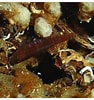 Image result for "corcyrogobius Liechtensteini". Size: 94 x 100. Source: www.researchgate.net