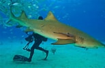 Afbeeldingsresultaten voor Lemon Shark Size. Grootte: 154 x 100. Bron: enviearth.com