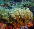 Image result for Zachte koralen Lijst. Size: 118 x 100. Source: nl.dreamstime.com