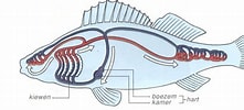 Image result for Drievinslijmvissen Anatomie. Size: 221 x 100. Source: www.vogelhobbykweker.nl