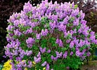 Image result for Beck's Lilac Bush. Size: 138 x 100. Source: www.cleanairgardening.com