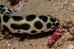 Afbeeldingsresultaten voor Myrichthys maculosus. Grootte: 150 x 100. Bron: seaunseen.com