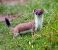 Image result for Stoat animal. Size: 115 x 100. Source: natural-wild-life.blogspot.com