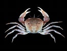 Image result for "eucrate Crenata". Size: 131 x 100. Source: www.crabdatabase.info