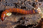 Image result for "beaked Larva". Size: 151 x 100. Source: www.thoughtco.com