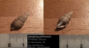 Image result for "oenopota Turricula". Size: 185 x 100. Source: www.thefossilforum.com