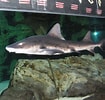 Image result for "triakis Megalopterus". Size: 105 x 100. Source: www.theonlinezoo.com