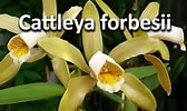 Image result for "vannuccia Forbesii". Size: 168 x 100. Source: www.youtube.com