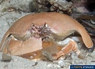 Image result for "calappa Angusta". Size: 138 x 100. Source: www.poppe-images.com