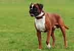 Bildresultat för Boxer Dog. Storlek: 145 x 100. Källa: dogsloveusmore.com