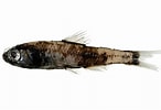 Afbeeldingsresultaten voor Ceratoscopelus maderensis Geslacht. Grootte: 146 x 100. Bron: fishesofaustralia.net.au
