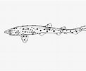 Afbeeldingsresultaten voor "scyliorhinus Haeckelii". Grootte: 122 x 100. Bron: shark-references.com