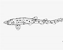 Image result for "scyliorhinus Haeckelii". Size: 126 x 100. Source: shark-references.com