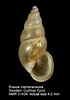 Image result for "rissoa Membranacea". Size: 70 x 100. Source: www.marinespecies.org