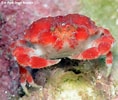 Image result for "nucia Speciosa". Size: 118 x 100. Source: www.underwaterkwaj.com